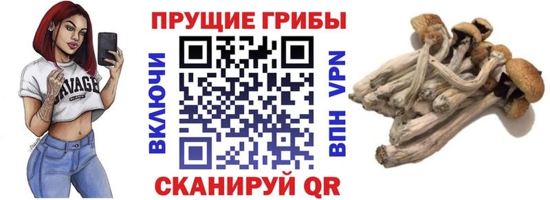 купить  сайты  Александровское  Галлюциногенные грибы MAGIC MUSHROOMS 